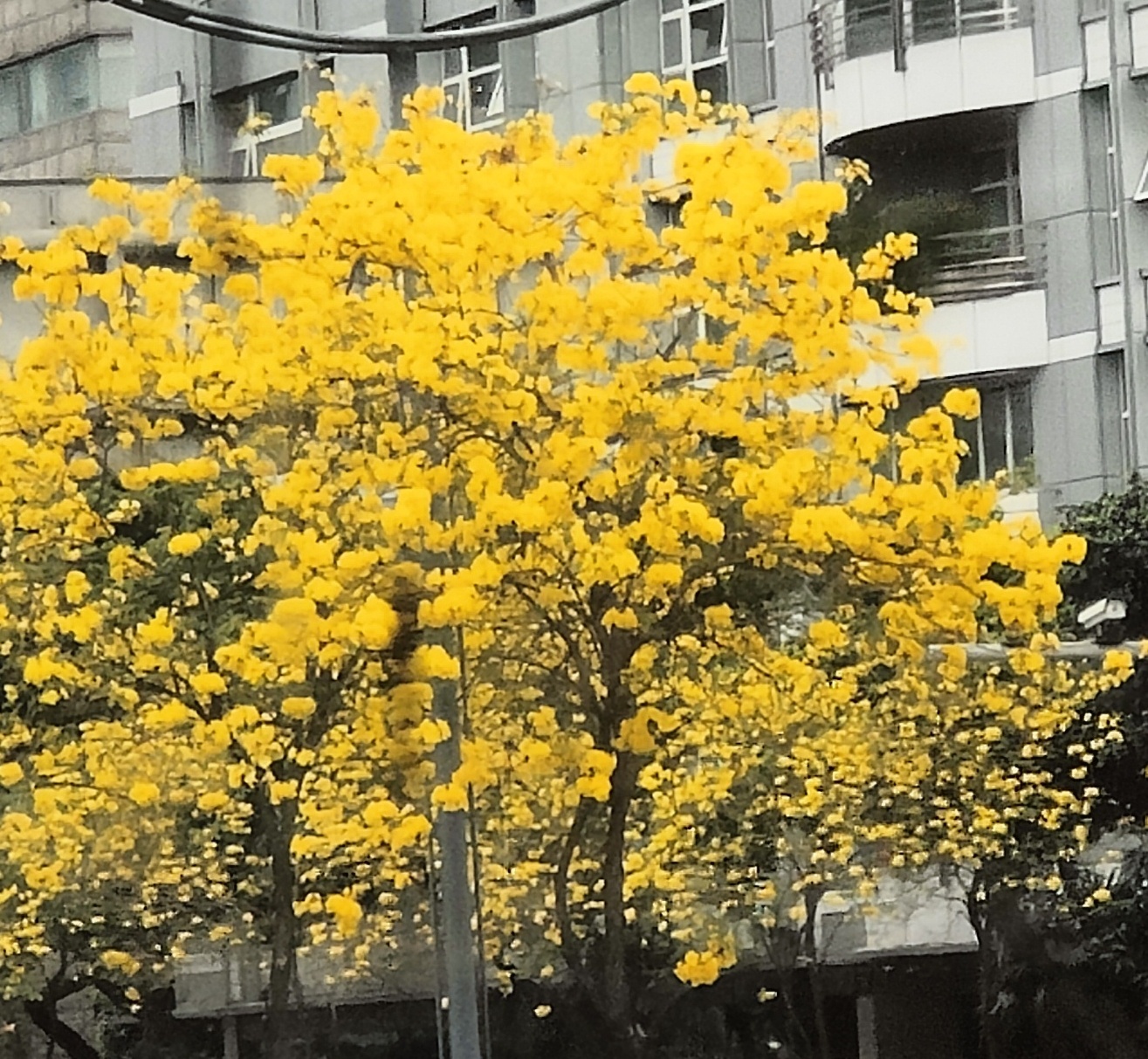 观黄钟木花花鲜耀眼