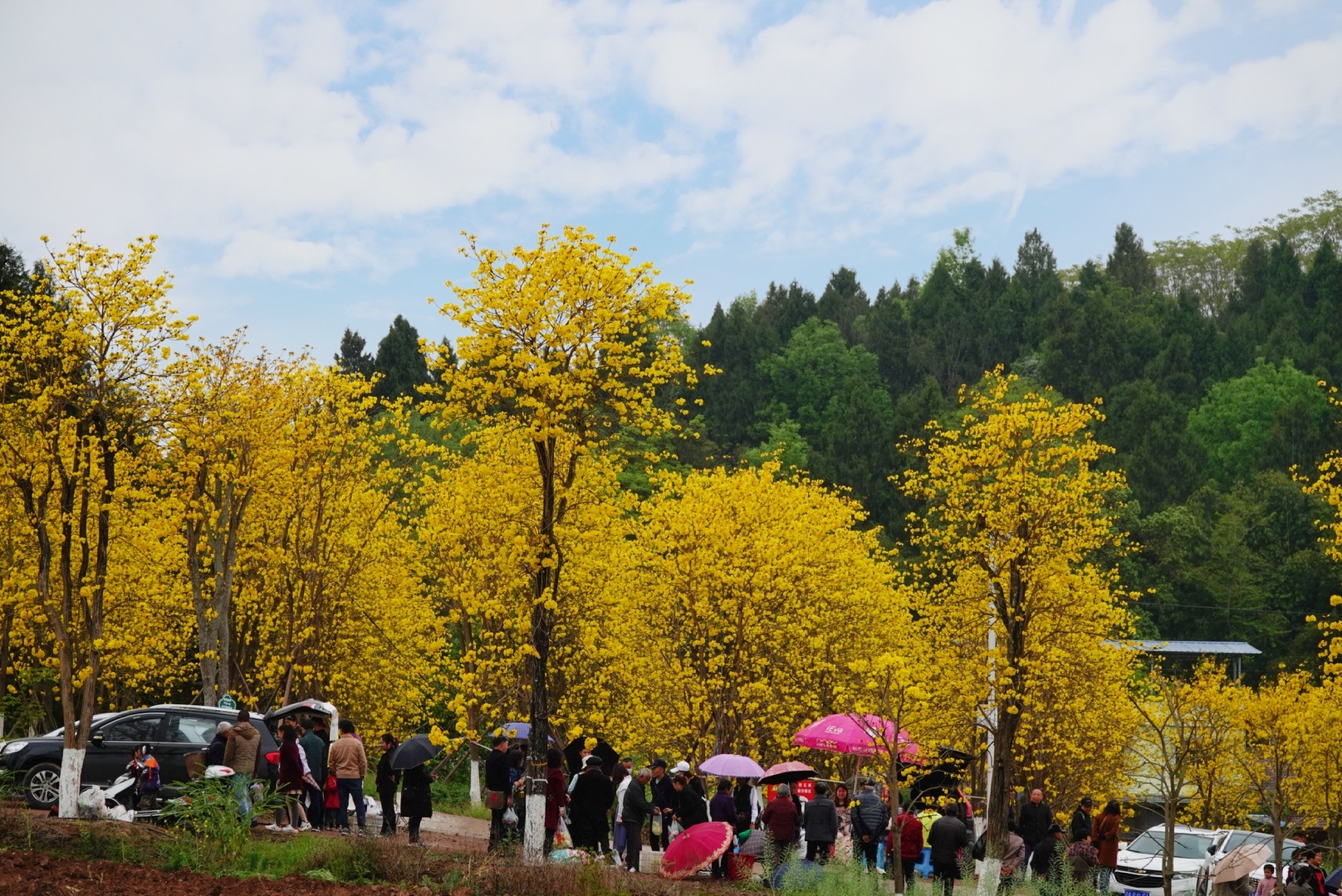 打卡黄花风铃木网红地简阳桂林村